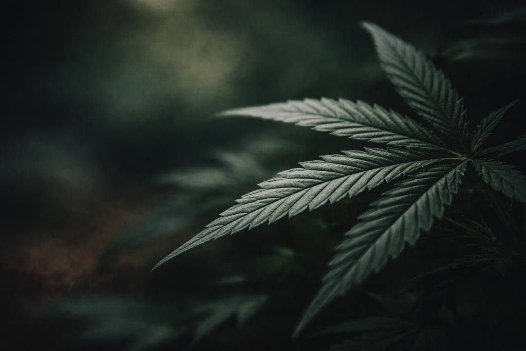 cannabis leaf editorial image